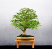 HB_Acer_palmatum_30_20.JPG