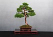 HB_Juniperus_chinensis_33_3.jpg