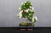 HL_Rhododendron_indicum_17_8.JPG