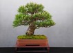 LER_Pinus_nigra_30_18.JPG