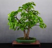 LER_Tilia_cordata_25_21.JPG