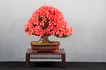 NR_Rhododendron_indicum_40_19.JPG