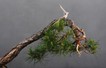 OL_Pinus_silvestris_Detail.JPG