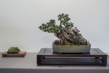 10_Olivenbaum_Bonsai am Rübenberge_Volker_800 539 BINinMunster3-4.9.2016_138.jpg