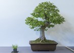 12_Weissd_Bonsai am Rübenberge_800 582_BINinMunster3-4.9.2016_141.jpg