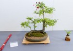 26_Crataegus monogyna_Bons AK Oldenburg_800 563_BINinMunster3-4.9.2016_095.jpg