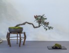 8_Weissdorn_Bonsai am Rübenberge_785 600_BINinMunster3-4.9.2016_140.jpg